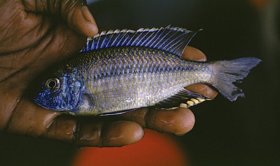 Nyassachromis serenus 'Yofu Bay'